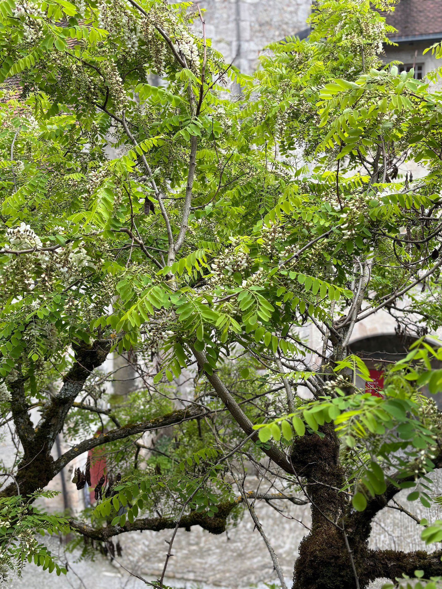 Medievel village 162